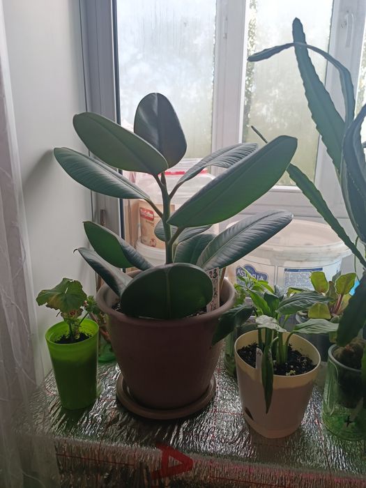 Продаю цветы разные