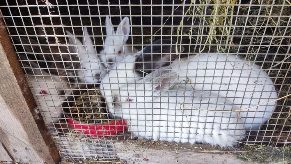 Продавам зайци - калифорнийски+ цика