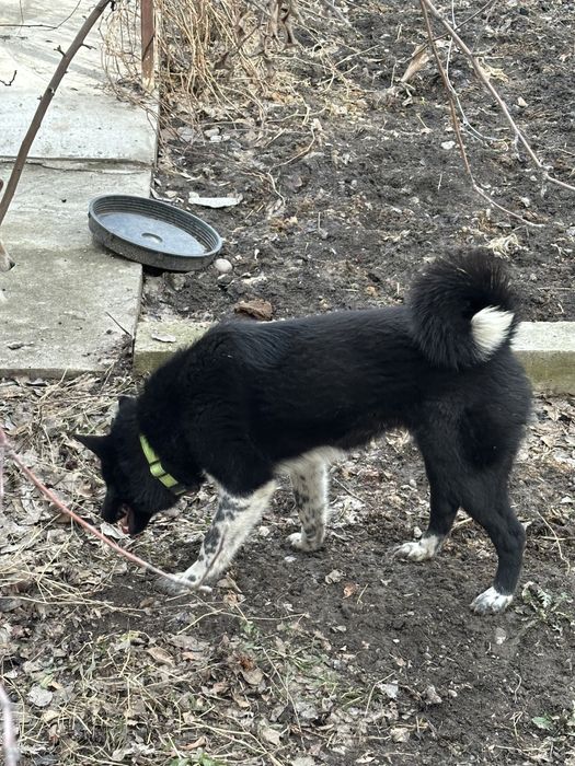 Екы лайка сатылад