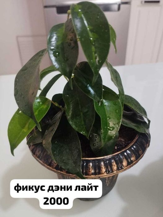 продам домашние растения