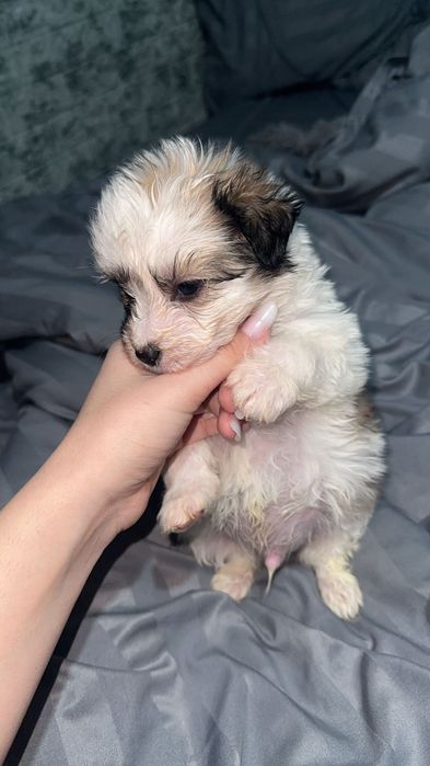 Donez pui cățel bichon