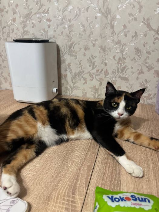 Отдам кошечку в добрые руки