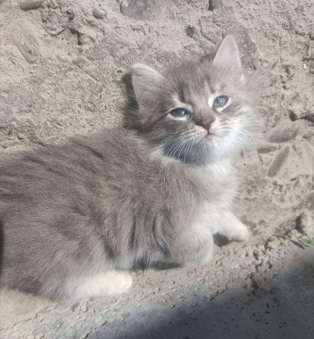 Котята породистые