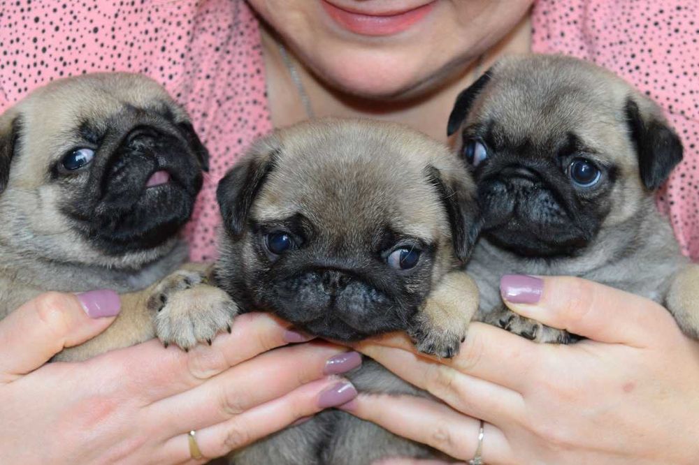 Щенки мопса в Омске