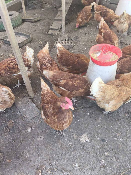 Продавам 20 бр. кокошки носачки на възраст 8-12 м.