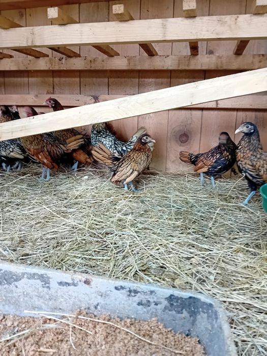 Gaini de vânzare în jud Galați