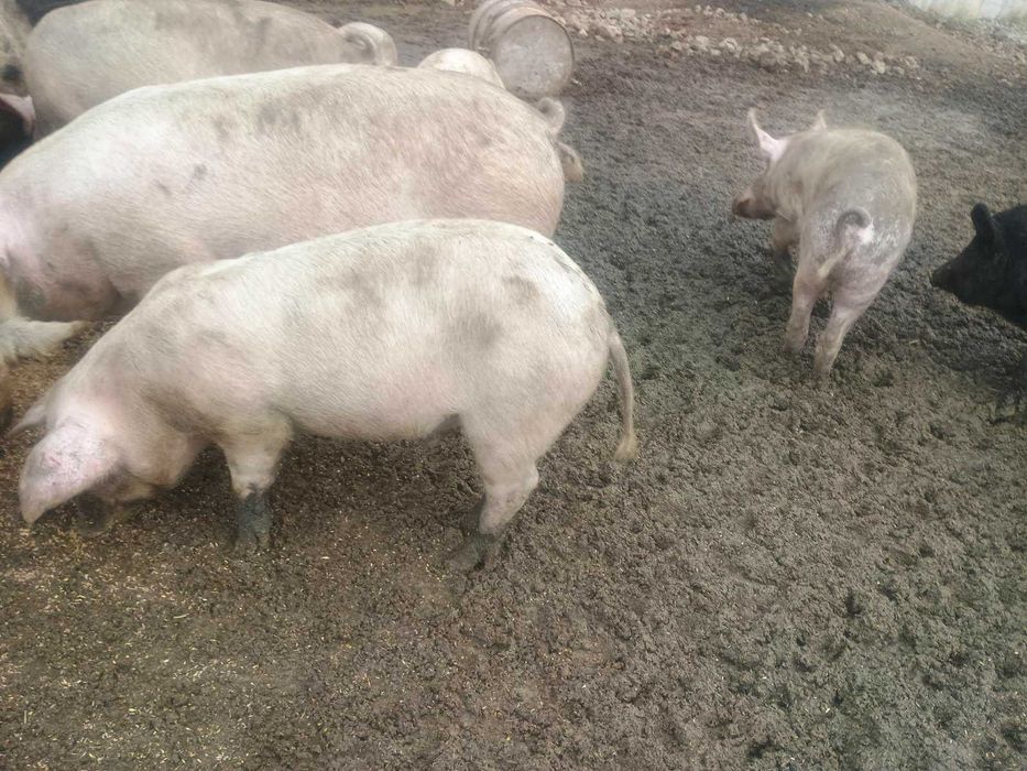 Продавам прасета