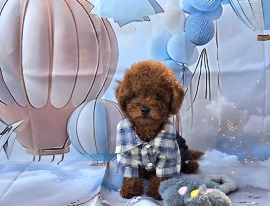 Пудел той Poodle Toy генетични тестове на родителите / Родославие