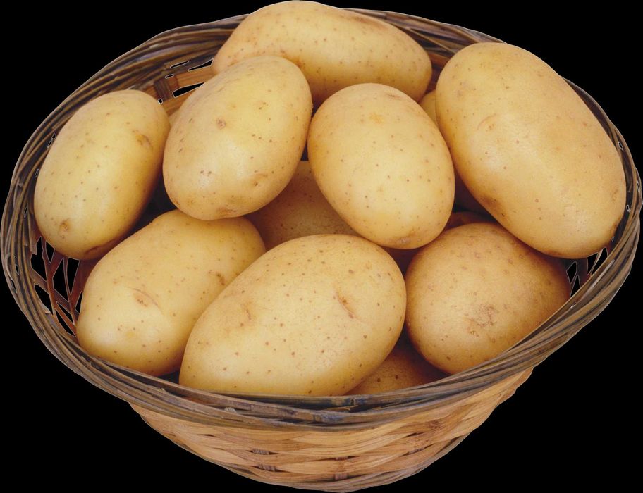 Kartoshka sotiladi optom 2026