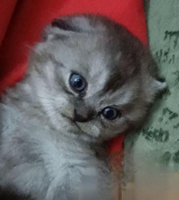 Шотландский редкого окраса
