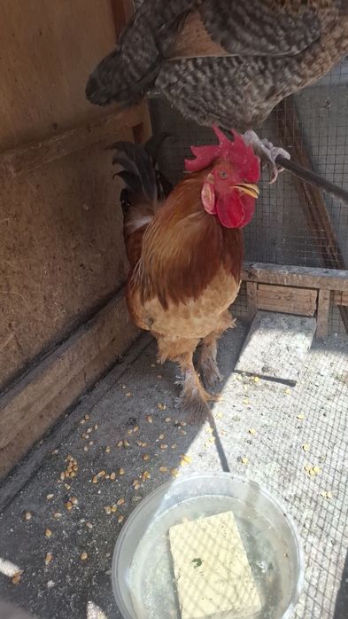 Xoroz sotiladi ozimki