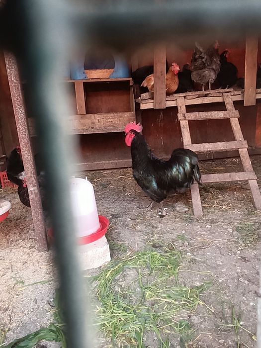 Cocos Australorp negru în vârstă de un an caută locuință nouă