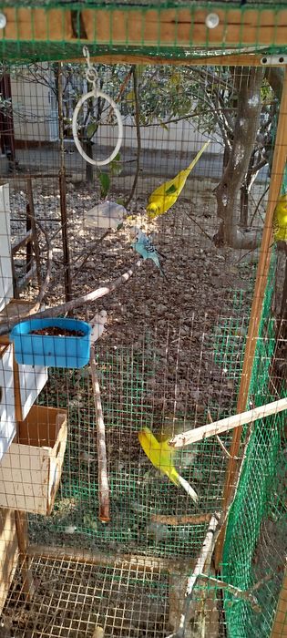 Куш сотаман пара 2 та болалари бор бирга сотаман