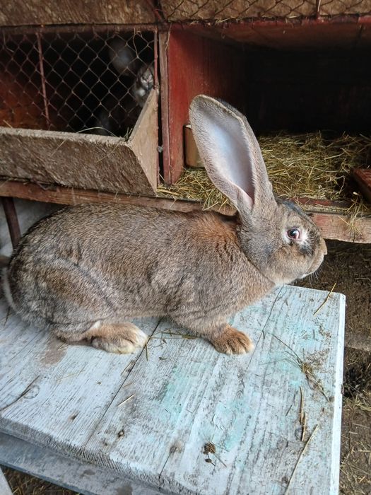 Vând iepuri berbec și uriaș german.