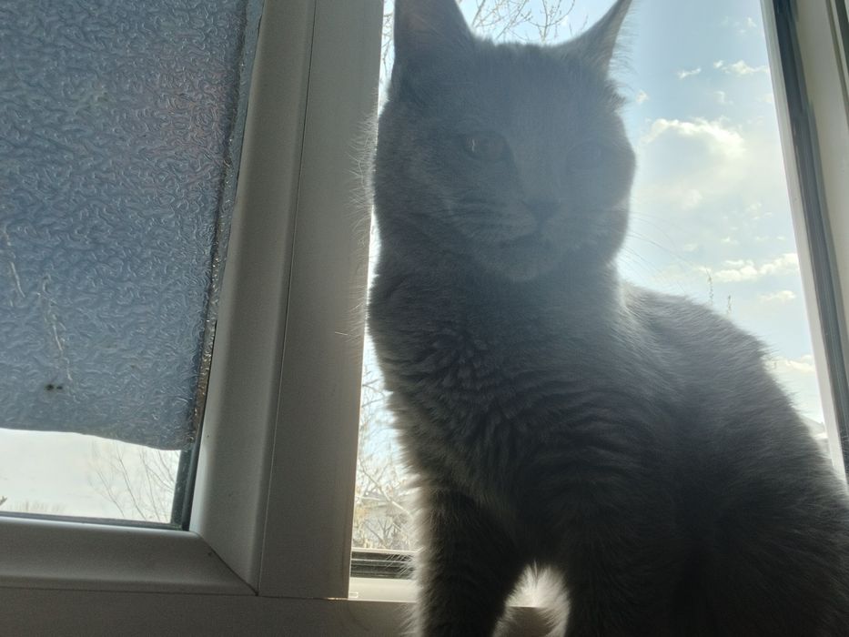 Mushuklar sotiladi xar xil paarodali