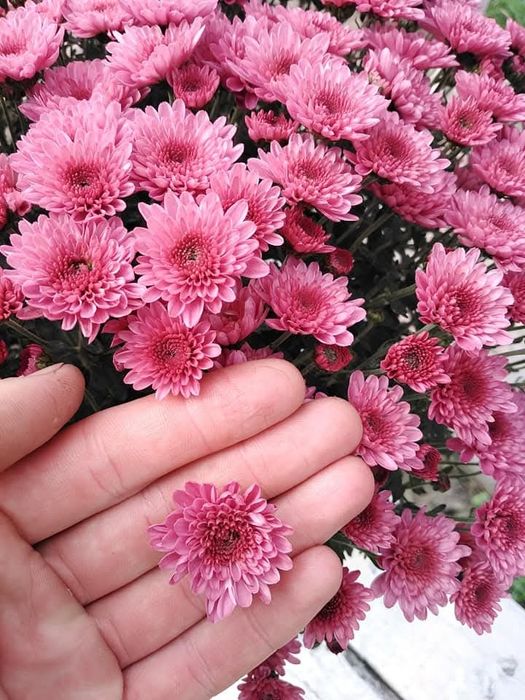 Vând crizanteme multiflora