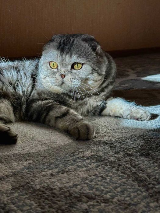 Котята породистые