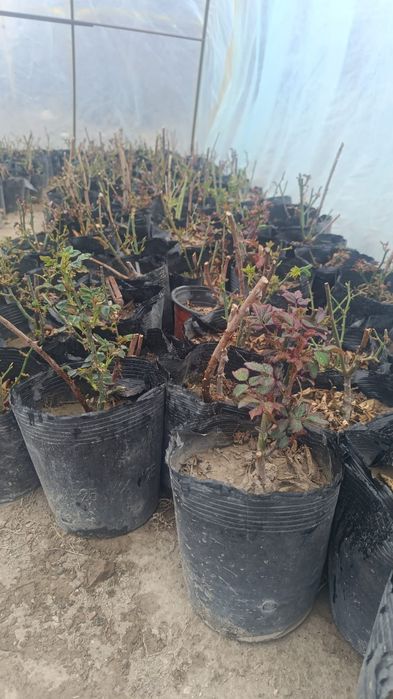 Продаются розы двулетние