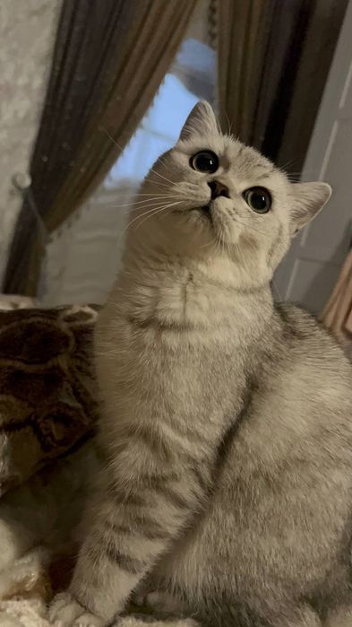 Pul uchun erkaklarga oz mushukini korsatdi.