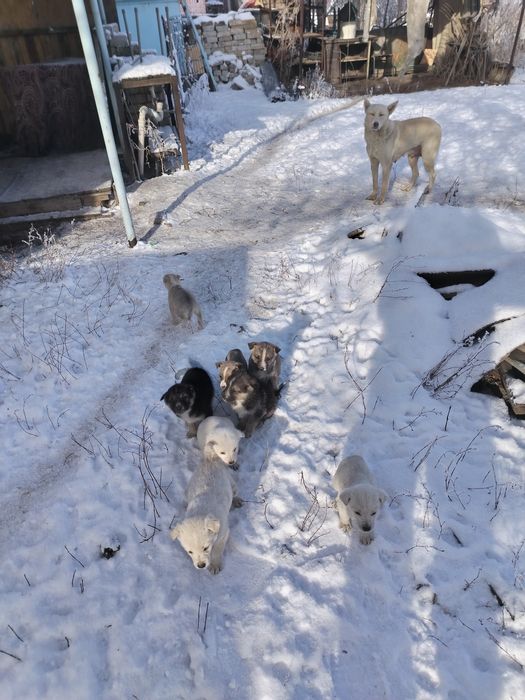 Отдам щенков в хорошие руки