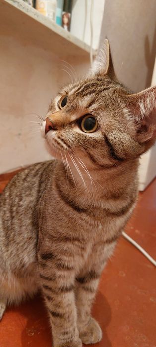 Отдам кота в добрые руки