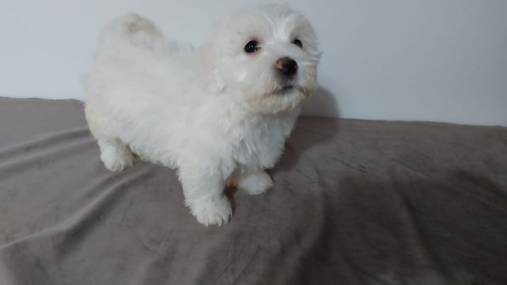 Bichon  maltez  mini