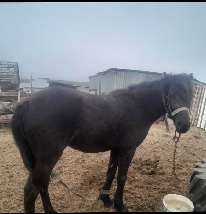 продам  жирную кобылу