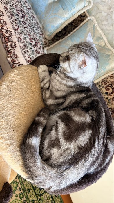 Отдам кота в добрые руки