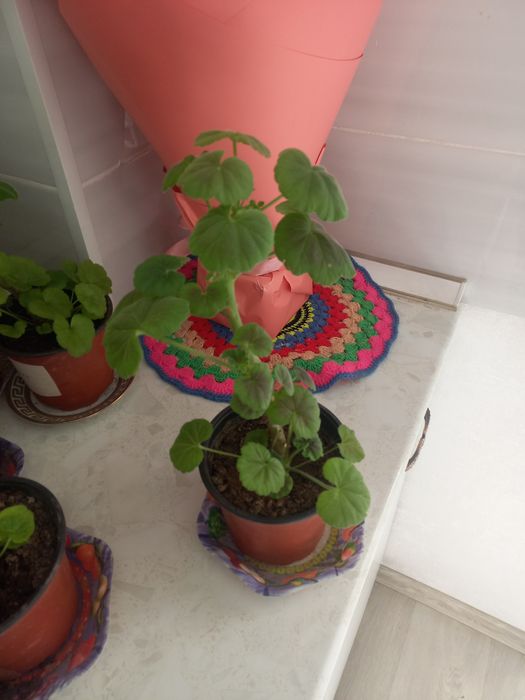 Команатние растения