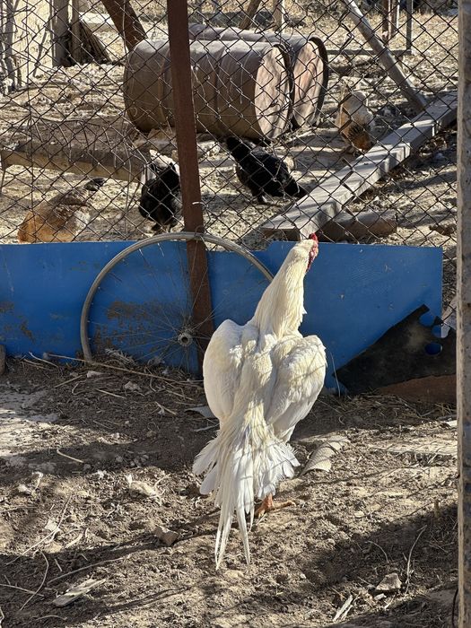 Шамо в продаже март 10