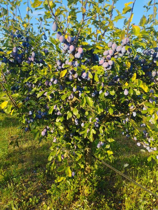 Prune pentru tuica