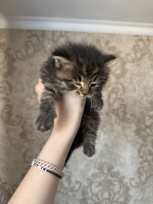 Котята бесплатно