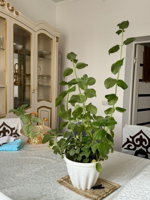 Продам комнатные цветы доллар