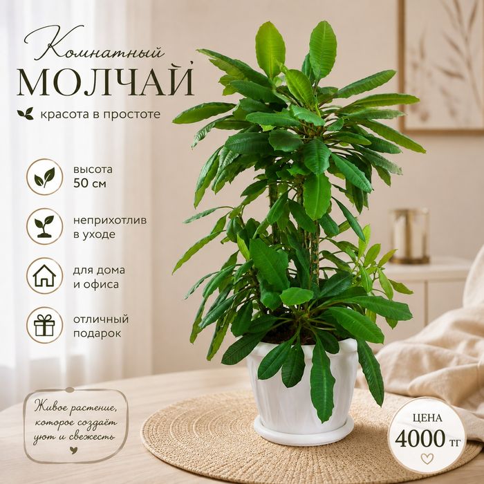 Продам комнатные цветы