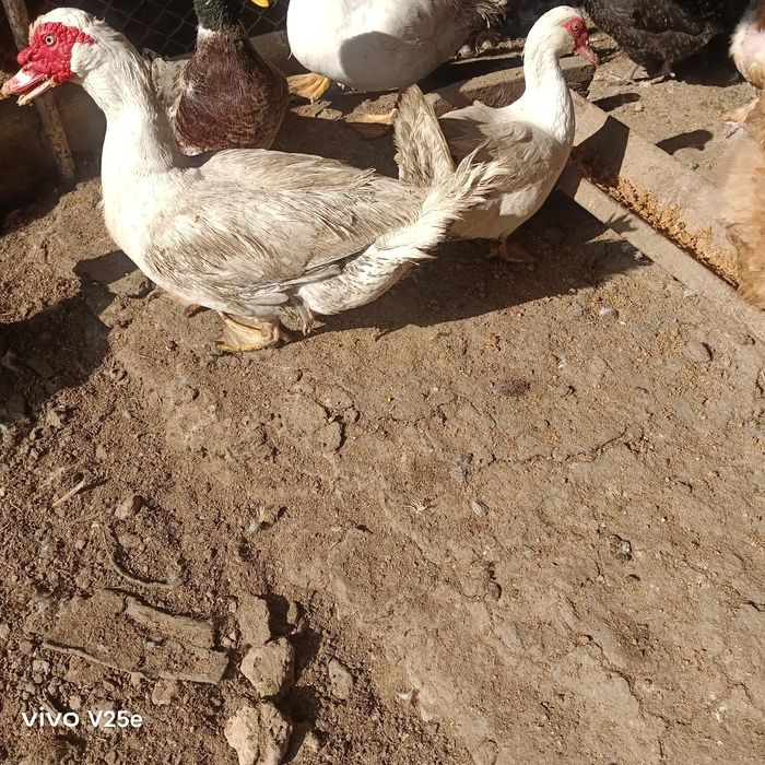 Домашние индоутки