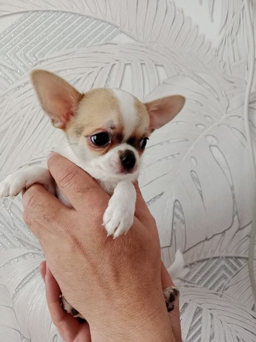 Щенок Чихуахуа -девочки.