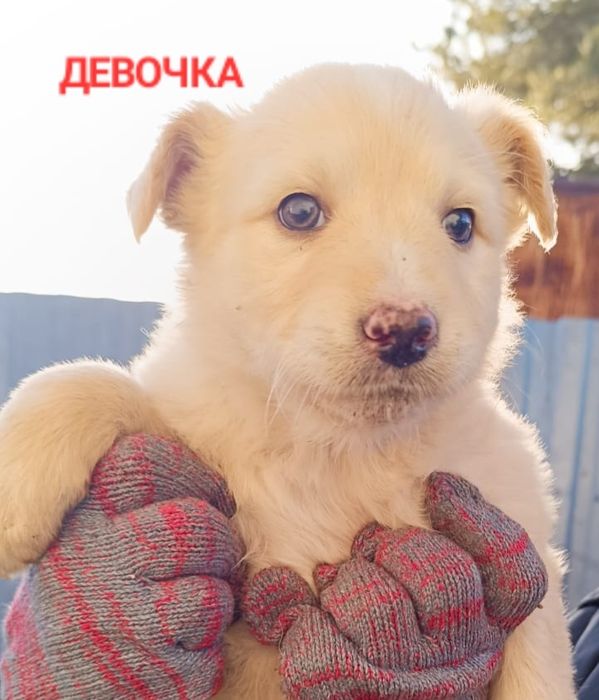 Щенки в ДОБРЫЕ руки.