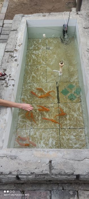 Золотоая рыба, олтин балик,