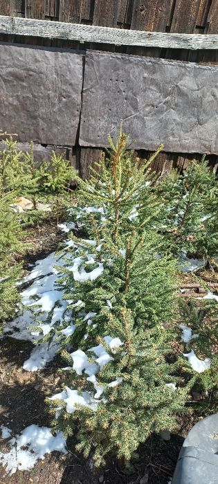 Продам Ёлки на рассаду