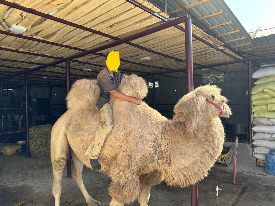 Tuya 2 o’rkachli sotiladi