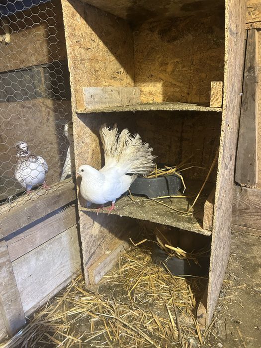 Jucatori de galati si voltati