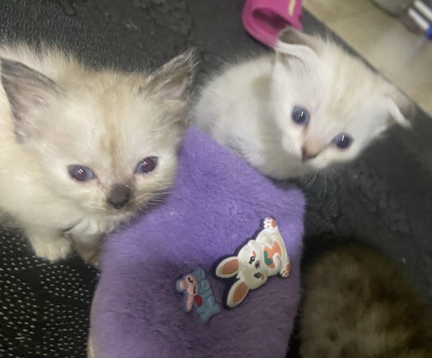 Котята домашние ищут добрых хозяев