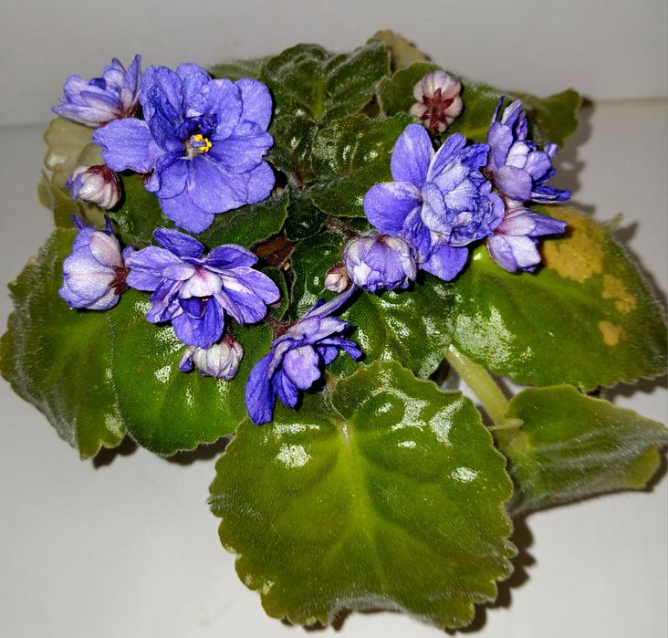 Фиалка Золото Нибелунгов Спорт