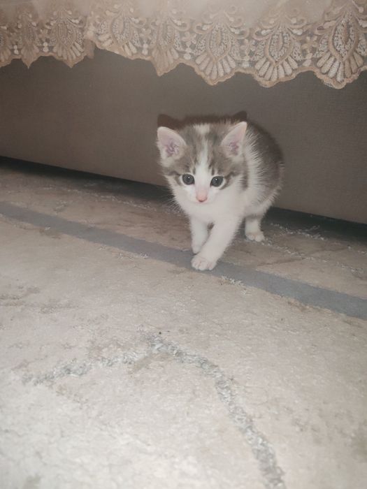 Котятя 1 месец все кушают