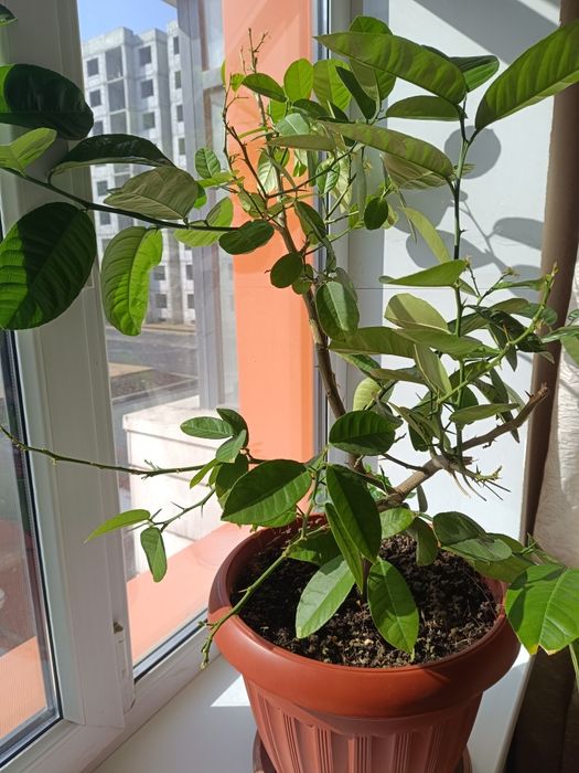 Продажа дерева лимона