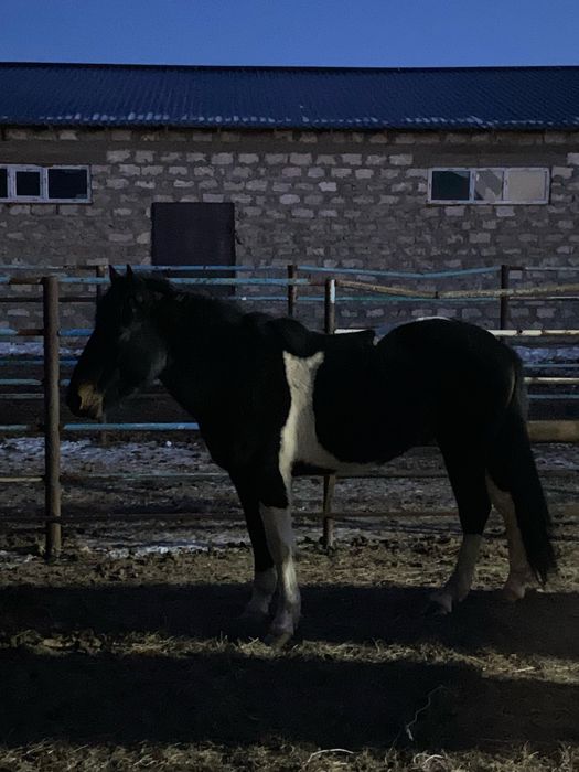 Жабағылар сатылады