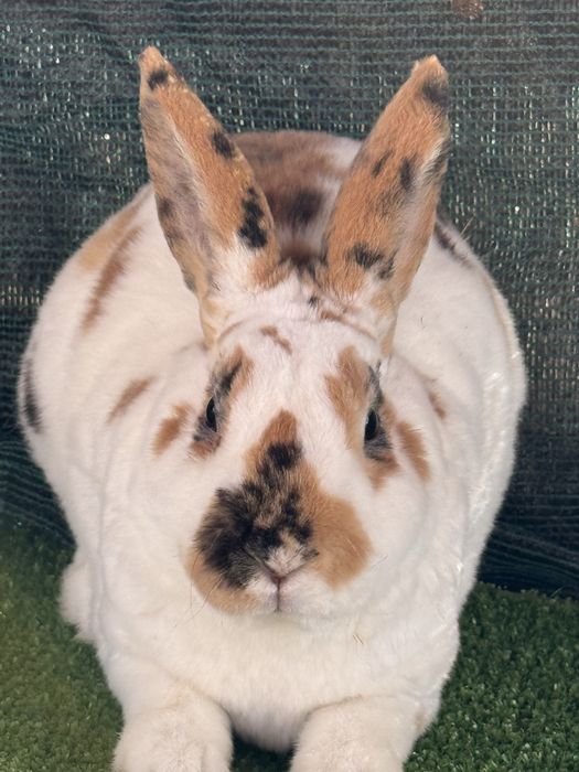 Зайци от породата Рекс