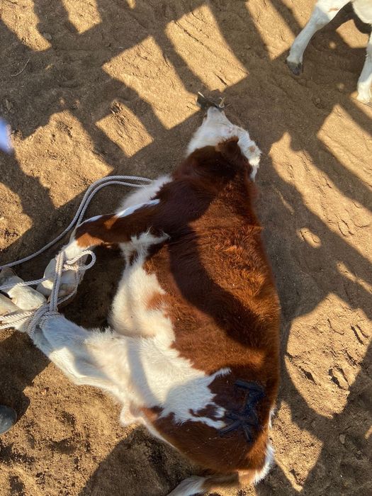 Еки еркек баспак бар