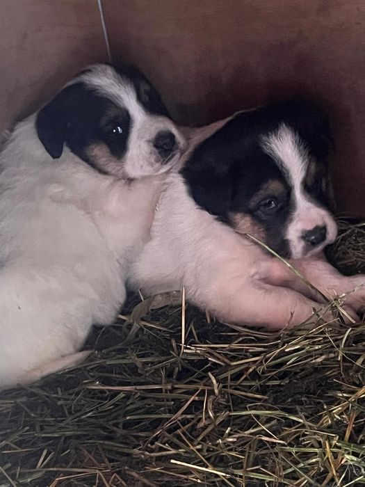 Отдадим щенков в хорошие руки