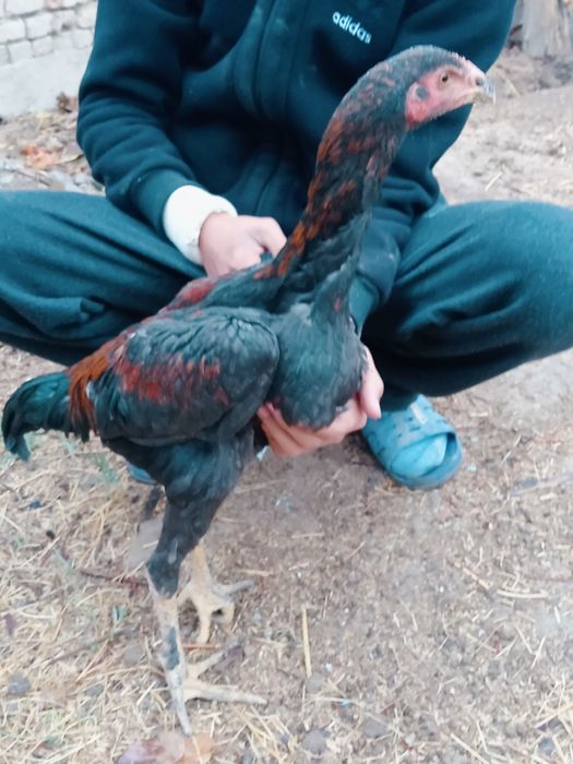 Дакан хуроз сотилади